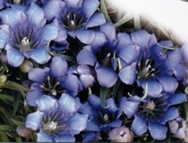 フクジュハイ１