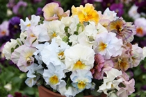 ムーランフリルパステルルージュ