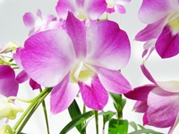 ﾘﾄﾙﾛﾝｼｬﾝ5