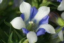 20a0cdf0b6da58e82571fd4fd79c75ef[1]