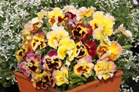 ムーランフリルゴールデン