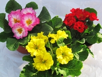 プリムラポリアンサ