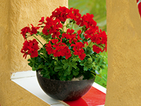 カリエンテディープレッド