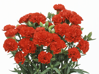 ポットカーネーション-ソルティハ