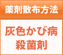 灰色かび病