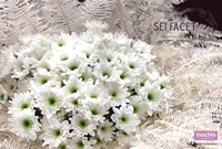 Sei Facet image1-200