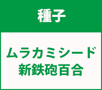 村上シート新鉄砲百合