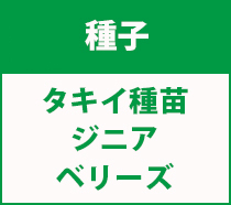 タキイジニアベリーズ