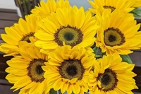 サンリッチUPオレンジ