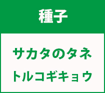 トルコギキョウ